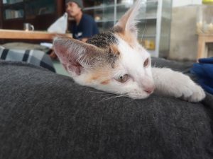 Hukum Menyayangi  Kucing