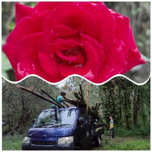 Kisah Bunga Mawar dan Pohon Bambu