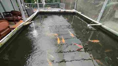 Kolam ikan koi indoor dengan atap transparan terdapat jenis ikan koi, nila, di dalamnya