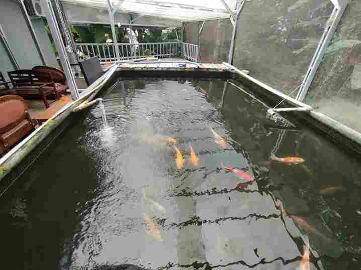 Kolam ikan koi indoor dengan atap transparan terdapat jenis ikan koi, nila, di dalamnya