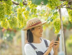 Tak Sekadar Bertani! 4 Strategi Bisnis Anggur Online