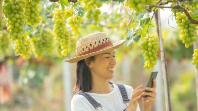 Petani sedang mempromosikan bisnis anggur menggunakan ponsel di kebun anggur dengan latar belakang buah anggur hijau yang siap di panen.