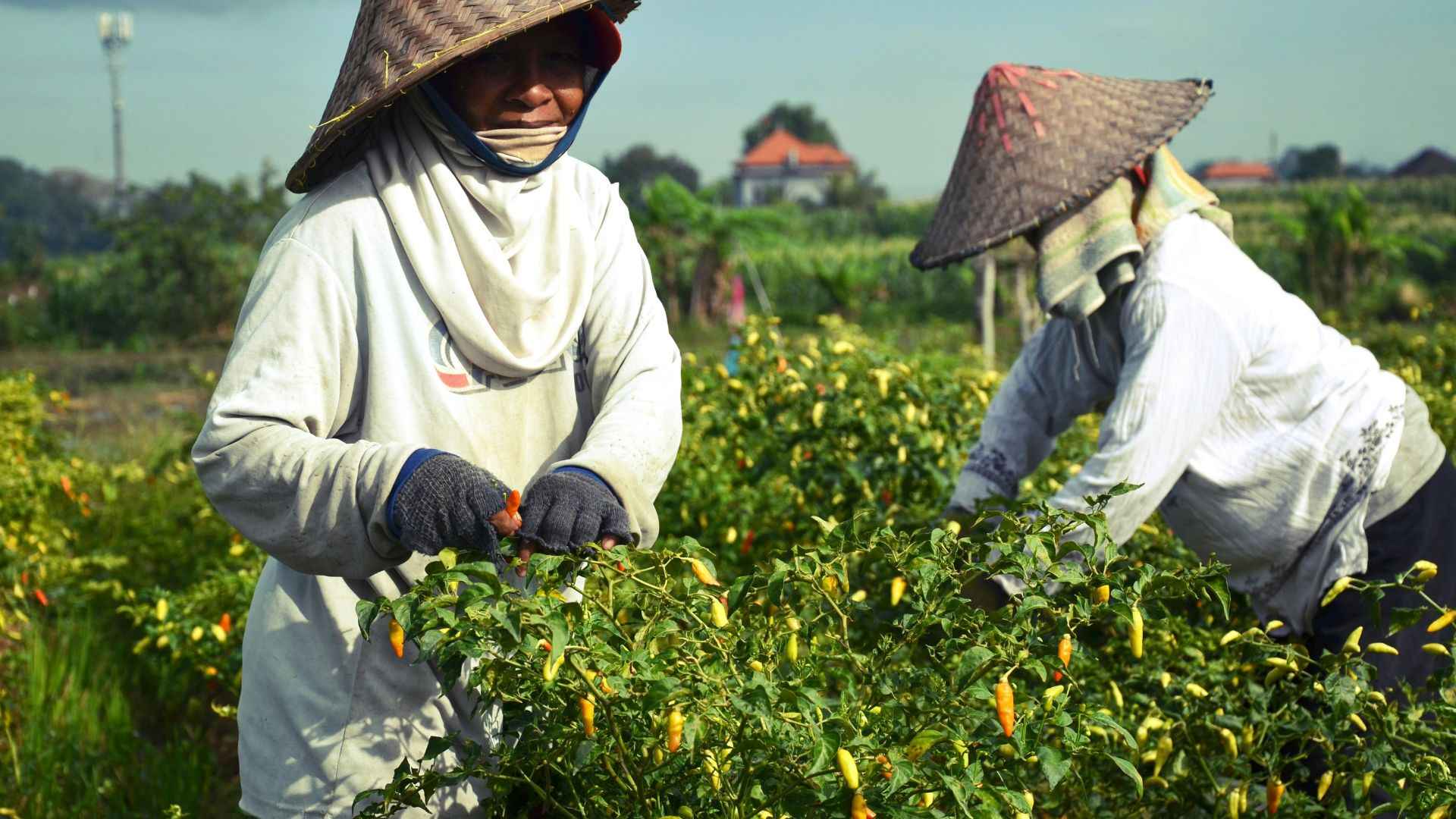 Dari 100 Ribu Jadi Jutawan! Rahasia Bisnis Cabai Jenis Unggul
