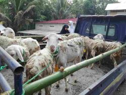 Harga Hewan Kurban Di Pasaran – Analisis Kenaikan Tahun 2025