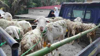 Harga Hewan Kurban Di Pasaran - Analisis Kenaikan Tahun 2025