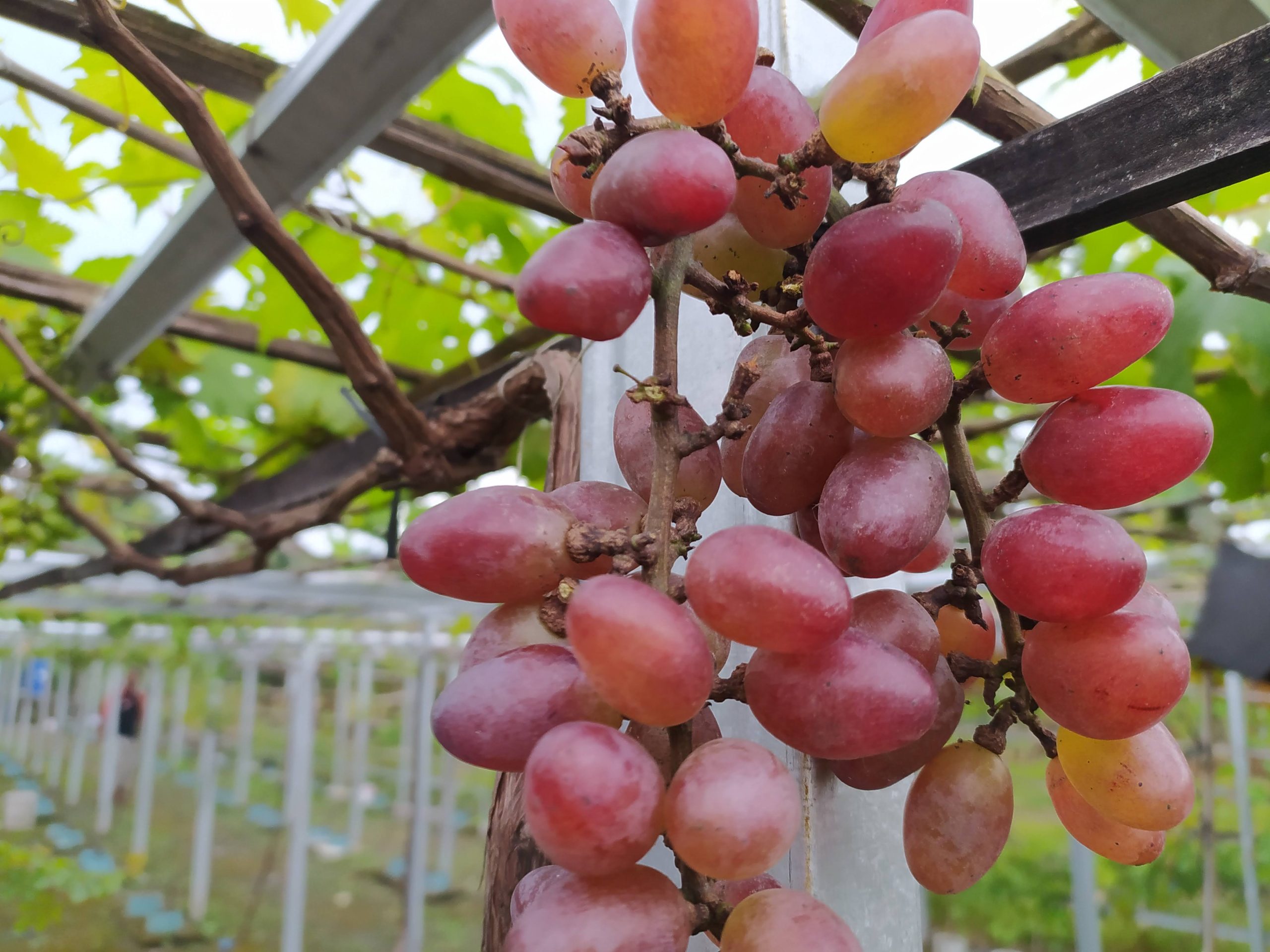 Buah anggur merah berbuah lebat dan padat di tanaman rambat hasil pemangkasan yang tepat