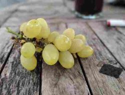 Terbukti Subur! 5 Jenis Anggur Cocok Iklim Tropis Indonesia