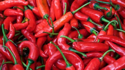 Harga Cabai Tak Menentu? Ini 5 Cara Petani Tetap Untung