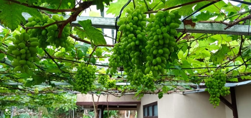 Tanaman anggur hijau berbuah lebat menjelang panen yang tumbuh di pergola halaman rumah dengan pencahayaan matahari optimal.