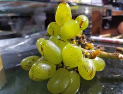 Tanaman Anggur Tak Berbuah? Ini 7 Kesalahan Fatalnya