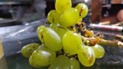 buah anggur dipetik terlalu dini karena salah dalam perawatan