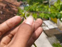 Teknik Potes Pucuk, Cara Mudah Picu Bunga Anggur Lebat