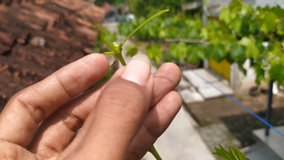 Teknik Potes Pucuk, Cara Mudah Picu Bunga Anggur Lebat