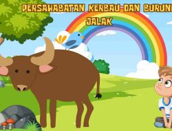 Persahabatan Kerbau Karo Dan Burung Jalak Jili