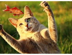 Sahabat Tak Biasa! Kucing Dan Ikan