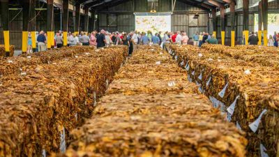 Dua Perusahaan Rokok Stop Beli Tembakau - Petani Dan Ekonomi Daerah Terancam