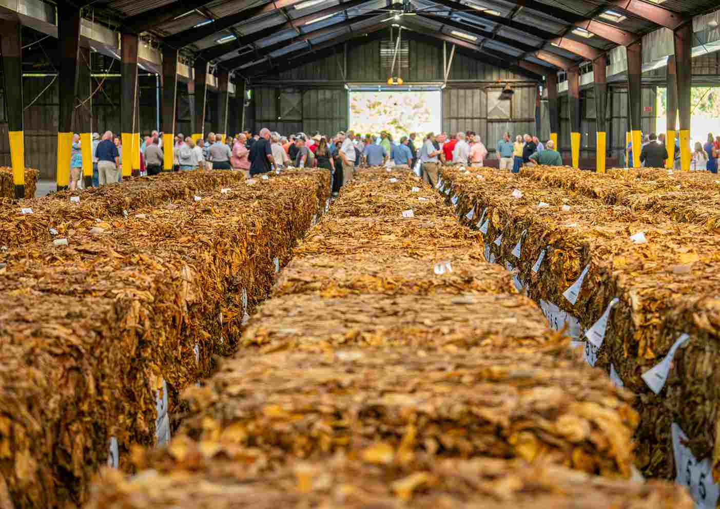 Dua Perusahaan Rokok Stop Beli Tembakau - Petani Dan Ekonomi Daerah Terancam