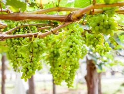 Cara Menanam Dan Merawat Pohon Anggur Agar Cepat Berbuah
