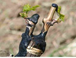 Teknik Grafting Anggur Anti Gosong, Sukses 95% Tanpa Ribet