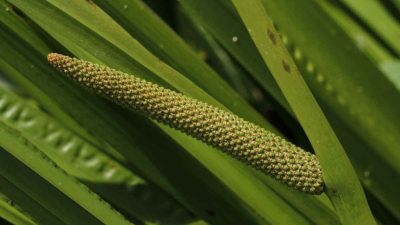 Jarang Diketahui! Jeringau Ternyata Punya Banyak Manfaat Kesehatan