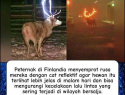 Rusa Disemprot Cat Reflektif Agar Tak Tertabrak Di Jalan