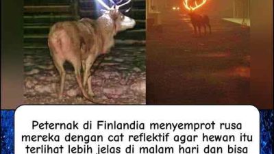 Rusa Disemprot Cat Reflektif Agar Tak Tertabrak Di Jalan