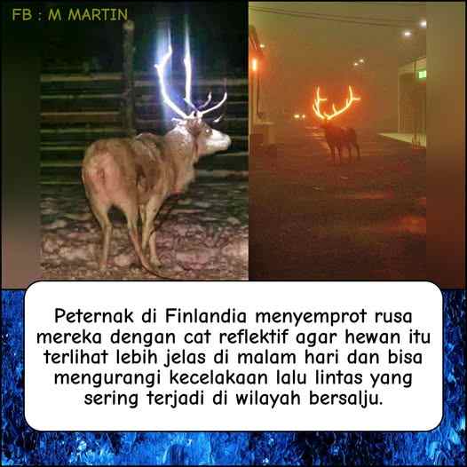 Rusa Disemprot Cat Reflektif Agar Tak Tertabrak Di Jalan