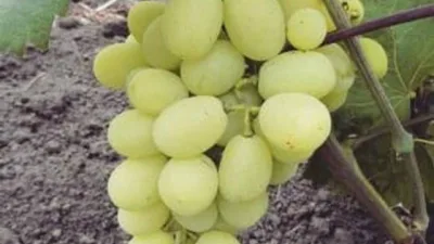 Anggur Aisar! Varietas Yang Mudah Berbuah & Sangat vigor