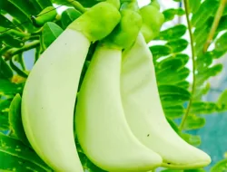 7 Manfaat Kembang Turi untuk Kesehatan, Jangan Remehkan