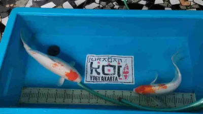9 Cara Memilih Ikan Koi Berkualitas Untuk Pemula