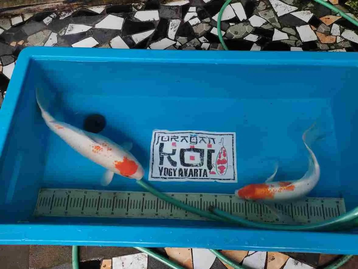 9 Cara Memilih Ikan Koi Berkualitas Untuk Pemula