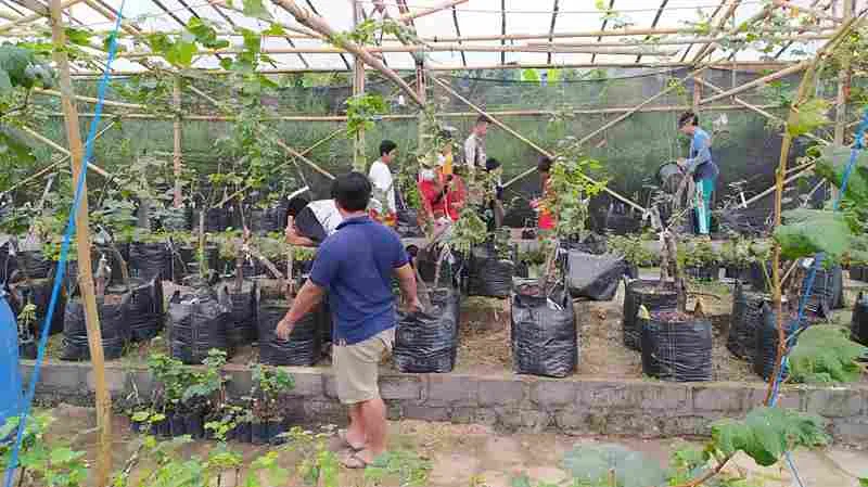 Biar Anggur Cepat Berbuah, Ini Cara Ngerawatnya dari Awal!