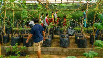 Cara Merawat Pohon Anggur Agar Berbuah Lebat