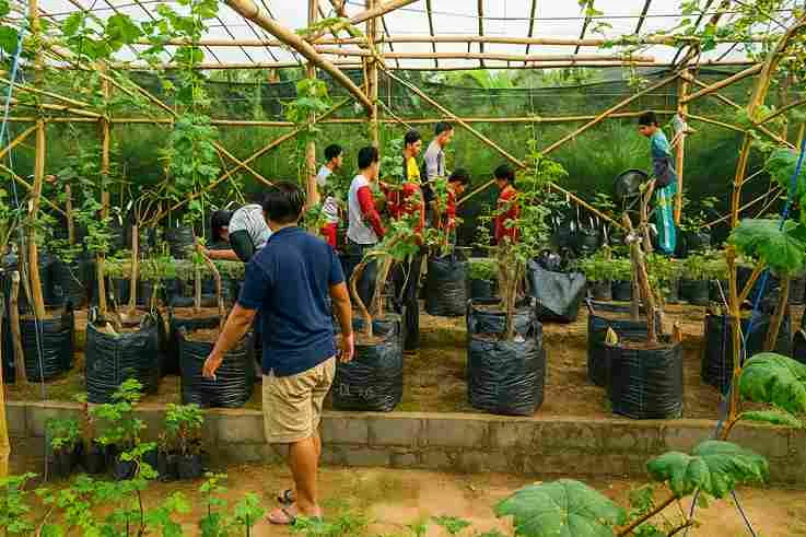 Cara Merawat Pohon Anggur Agar Berbuah Lebat