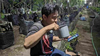 Cara Merawat Pohon Anggur Dari Vegetatif hingga Panen Buah