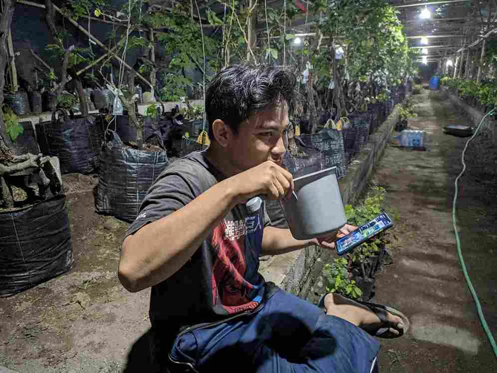 Cara Merawat Pohon Anggur Dari Vegetatif hingga Panen Buah