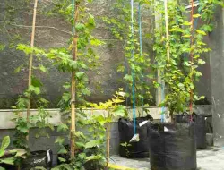 Cara Merawat Pohon Anggur Fase Generatif Agar Berbuah Lebat