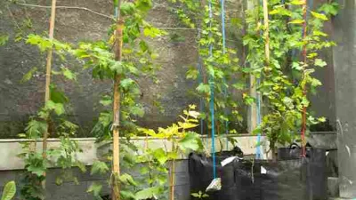 Cara Merawat Pohon Anggur Fase Generatif Agar Berbuah Lebat