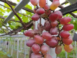 Jenis Anggur Everest! Buah Yang Tahan Pecah