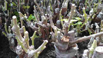 Cara Grafting Tanaman Anggur Agar Cepat Berbuah