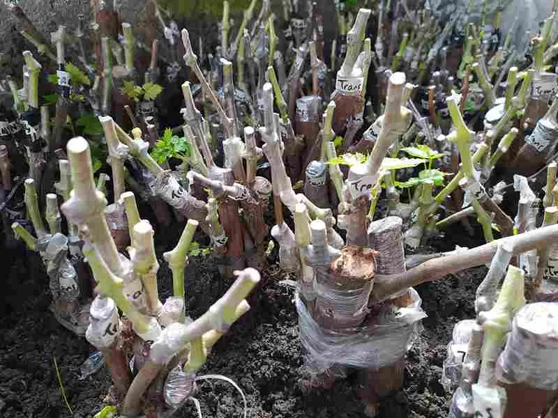 Cara Grafting Tanaman Anggur Agar Cepat Berbuah