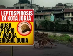 Leptospirosis Di Jogja Makin Mengganas! 7 Warga Meninggal Dunia