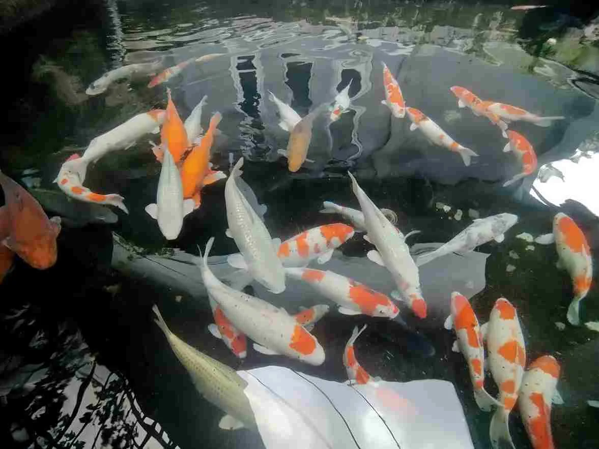 Panduan Memilih Ikan Koi Berkualitas untuk Pemula