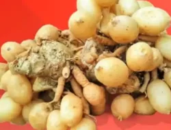 Manfaat Temu Rapet untuk Kesehatan, Ini Faktanya!
