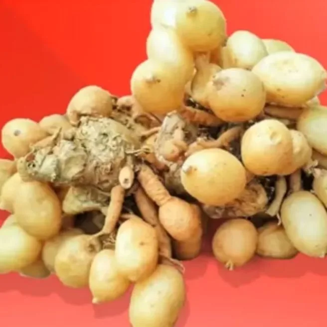 Manfaat Temu Rapet, Khasiat Dan Kandungan Kimianya