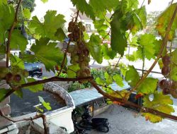 Anggur Import Lorano! Varietas Unggul Dengan Produktivitas Tinggi