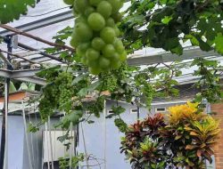 Jenis Anggur Silver Rusia! Ternyata Enak Dan Cocok Untuk Koleksi Di Rumah