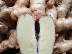 Jarang Diketahui! Manfaat Temu Putih untuk Kesehatan Tubuh