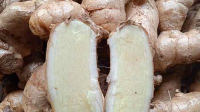 Jarang Diketahui! Manfaat Temu Putih untuk Kesehatan Tubuh