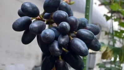 Mengenal Lebih Dekat Anggur Akademik: Si Buah Premium Yang Menjanjikan